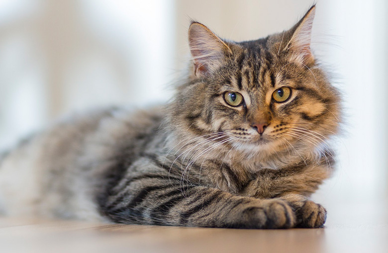Cat at Animal Health Clinic of Humboldt