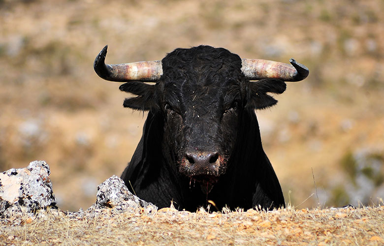Cattle grazing in Humboldt, SK