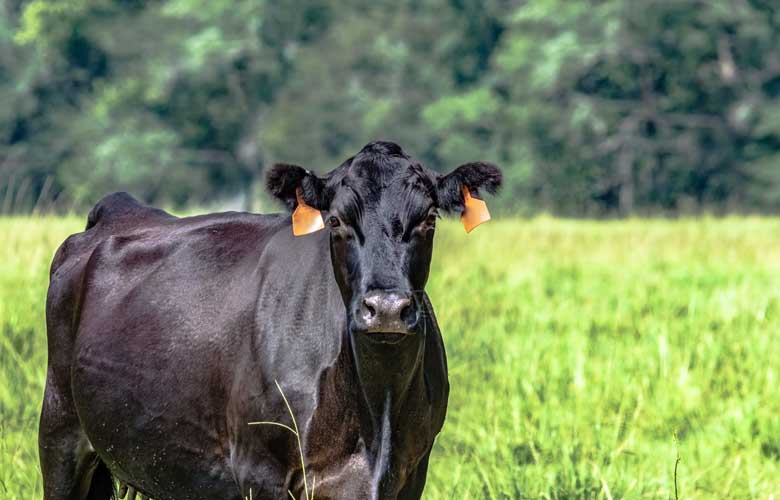Cattle grazing in Humboldt SK