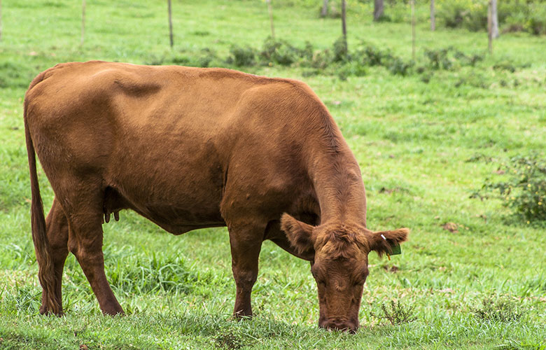 Cattle in Humboldt, SK